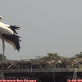 13_10-mast.jpg