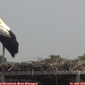 13_15-mast.jpg
