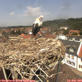 13_15-nest.jpg