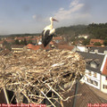 13_20-nest.jpg