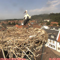 13_25-nest.jpg