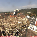 13_30-nest.jpg