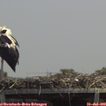 13_35-mast.jpg