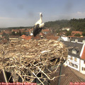 13_40-nest.jpg