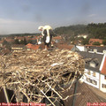13_50-nest.jpg