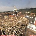 13_55-nest.jpg
