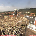 14_00-nest.jpg