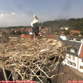 14_05-nest.jpg
