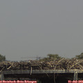 14_10-mast.jpg