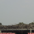 14_50-mast.jpg