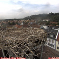 14_50-nest.jpg