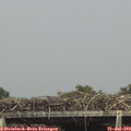 15_15-mast.jpg