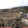 15_15-nest.jpg