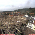 15_20-nest.jpg