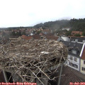 15_25-nest.jpg