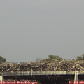 15_30-mast.jpg