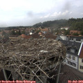 15_30-nest.jpg