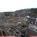 15_50-nest.jpg