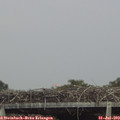 15_55-mast.jpg