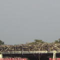 16_00-mast.jpg