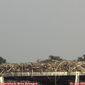 16_05-mast.jpg