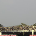 16_10-mast.jpg