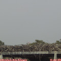 16_20-mast.jpg
