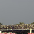 16_25-mast.jpg