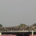 16_40-mast.jpg