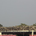 16_50-mast.jpg