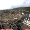 16_50-nest.jpg