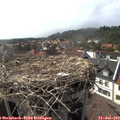 17_00-nest.jpg
