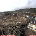 17_05-nest.jpg