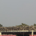 17_10-mast.jpg