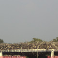 17_15-mast.jpg