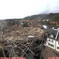 17_15-nest.jpg