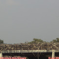 17_20-mast.jpg