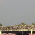 17_25-mast.jpg