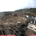 17_25-nest.jpg