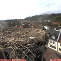17_35-nest.jpg