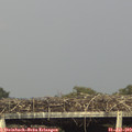 17_40-mast.jpg