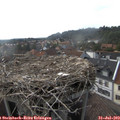 17_40-nest.jpg