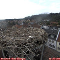17_45-nest.jpg