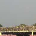 17_50-mast.jpg