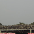 17_55-mast.jpg