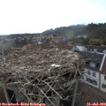 17_55-nest.jpg