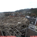 18_00-nest.jpg