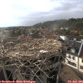 18_20-nest.jpg