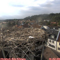 18_25-nest.jpg