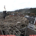 18_50-nest.jpg